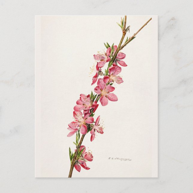 Peach Pink Flowers Watercolor Painting Postcard (Front)