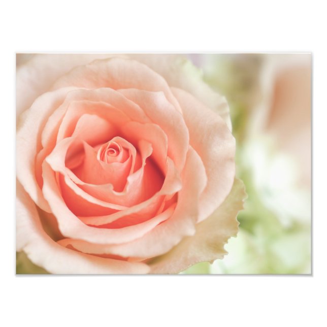 Peach Pink Rose Background Customised Photo Print (Front)