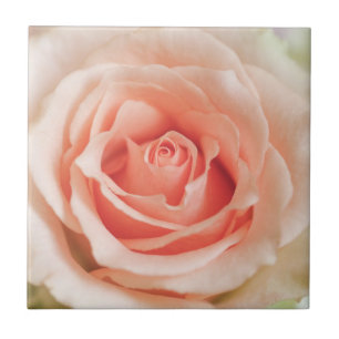 Peach Pink Rose Background Customised Template Tile