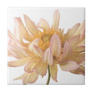 Peach, Pink, White, & Cream Dahlia Background Tile