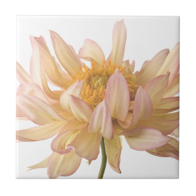 Peach, Pink, White, & Cream Dahlia Background Tile (Front)