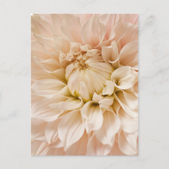 Peach, Pink, White, & Cream Dahlia - Dahlias Postcard (Front)