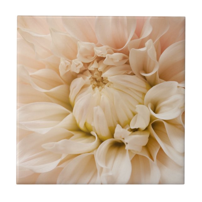 Peach, Pink, White, & Cream Dahlia - Dahlias Tile (Front)