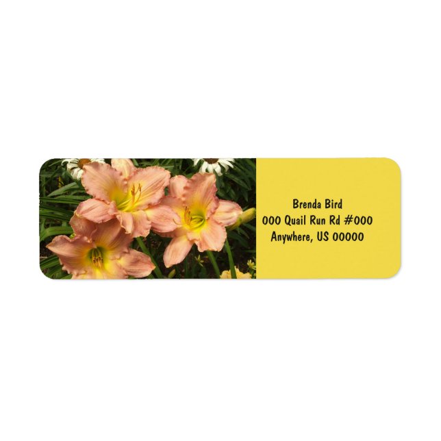 Peach pink with yellow throats daylily flowers (Front)