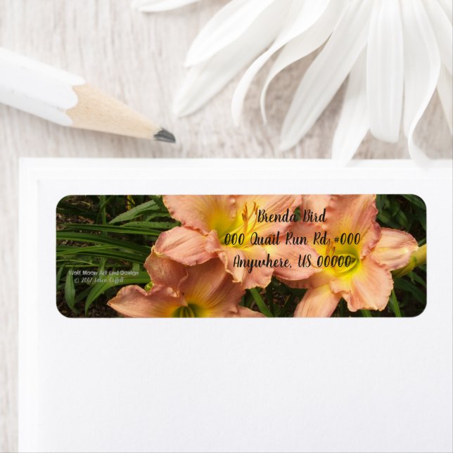 Peach pink with yellow throats daylily flowers (Insitu)