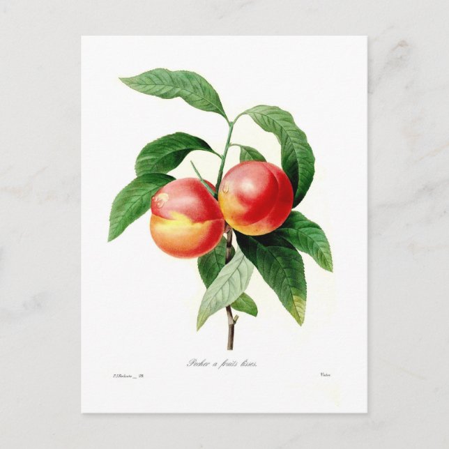 Peach Postcard (Front)