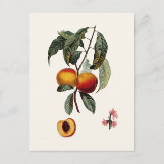 Peach Postcard