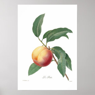Peach Poster