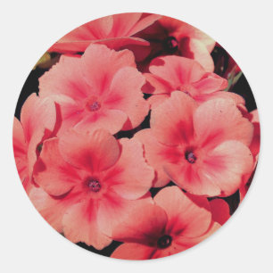 Peach Primrose Flower Abstract Classic Round Sticker