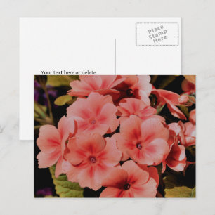Peach Primrose Flowers Personalised Postcard