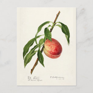 Peach (Prunus Persica) Fruit Watercolor Painting Postcard