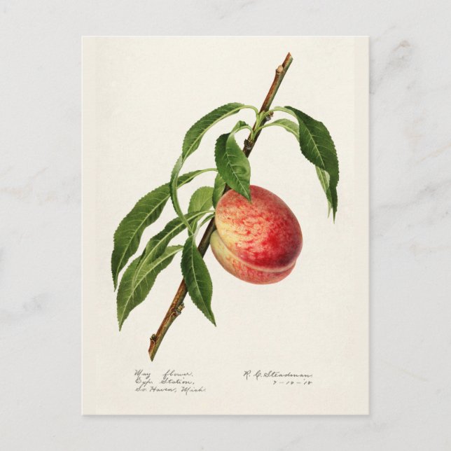 Peach (Prunus Persica) Fruit Watercolor Painting Postcard (Front)