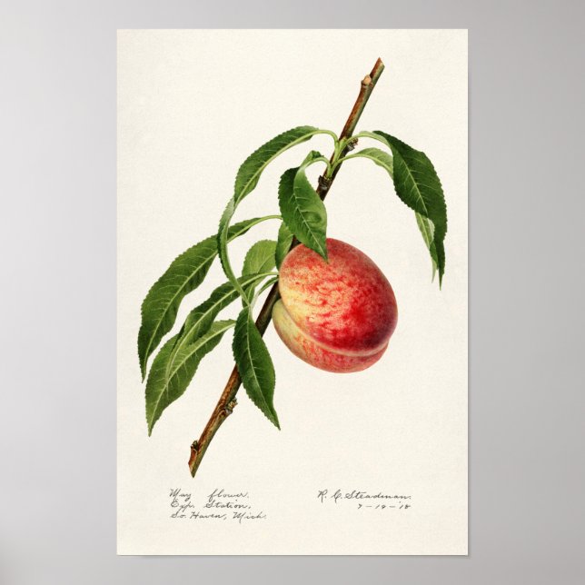 Peach (Prunus Persica) Fruit Watercolor Painting Poster (Front)