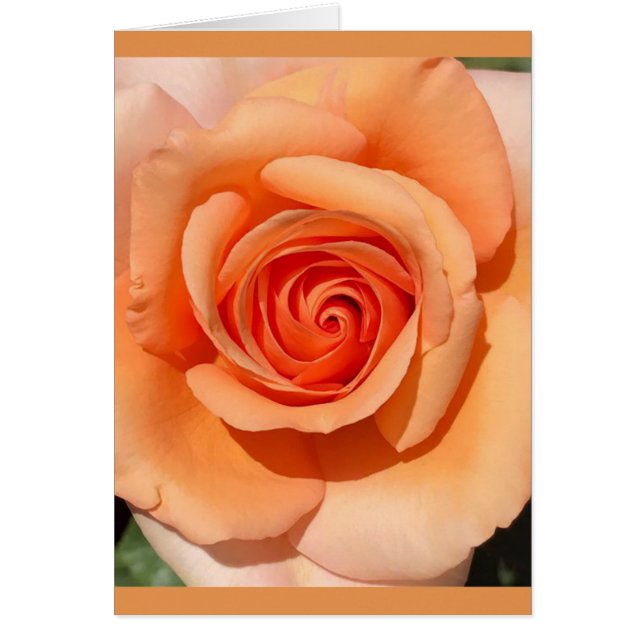 Peach Rose (Front)
