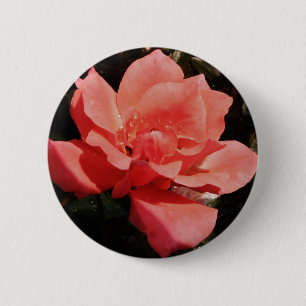 peach rose and dewdrops 6 cm round badge