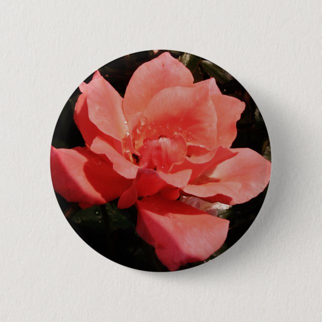 peach rose and dewdrops 6 cm round badge (Front)