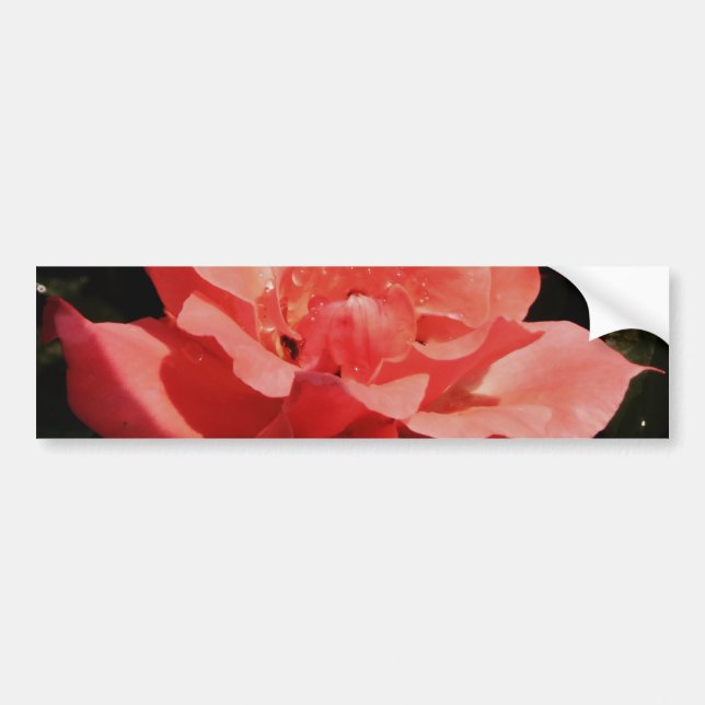 peach rose and dewdrops bumper sticker (Front)