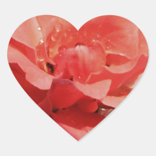 peach rose and dewdrops heart sticker