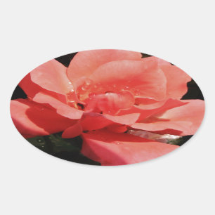 peach rose and dewdrops oval sticker
