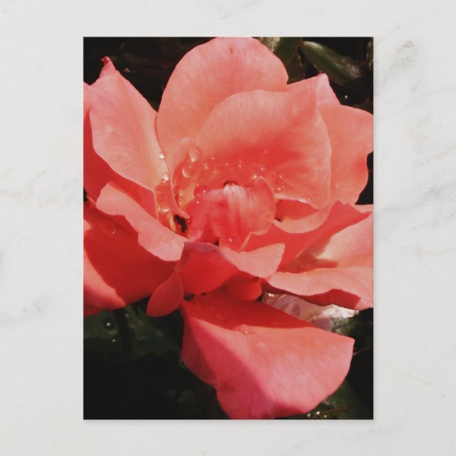 peach rose and dewdrops postcard (Front)