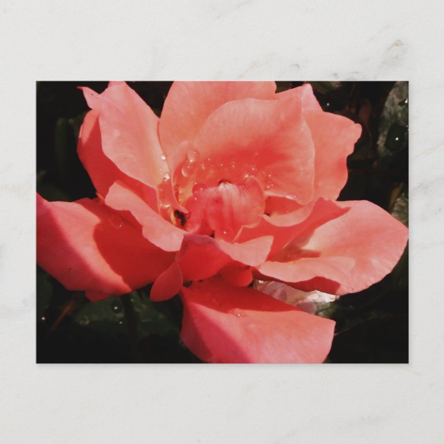 peach rose and dewdrops postcard (Front)