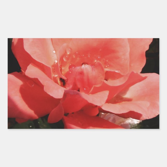 peach rose and dewdrops rectangular sticker (Front)