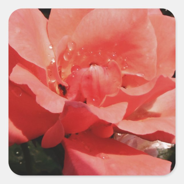 peach rose and dewdrops square sticker (Front)