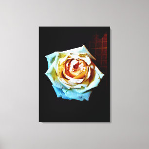 Peach Rose Canvas Print