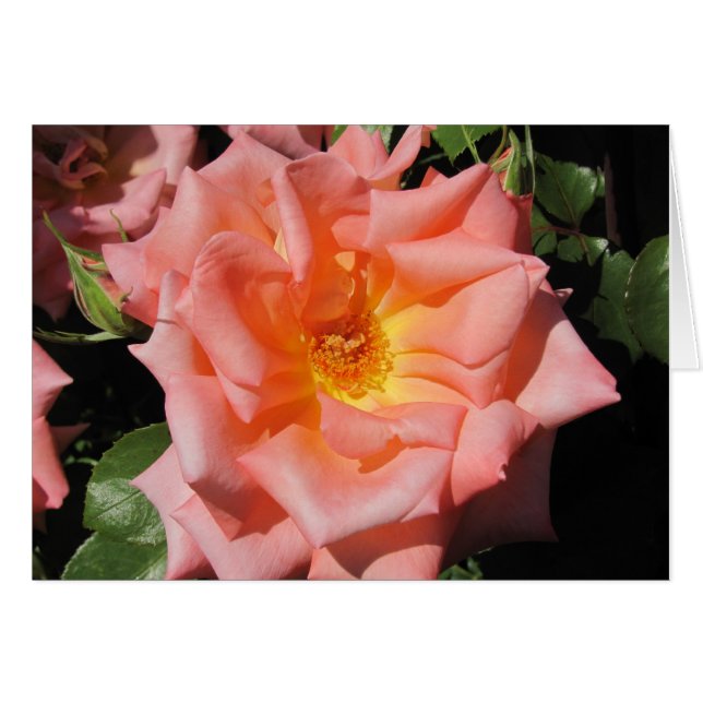 Peach Rose card (Front Horizontal)