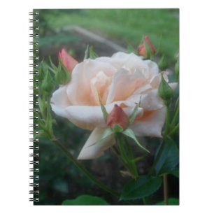 Peach Rose Flower Nature Notebook