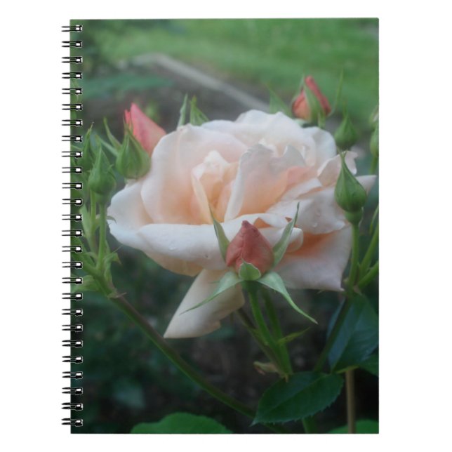 Peach Rose Flower Nature Notebook (Front)