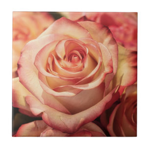 Peach Rose Flower Tile