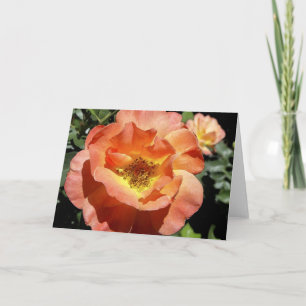 Peach Rose Holiday Card