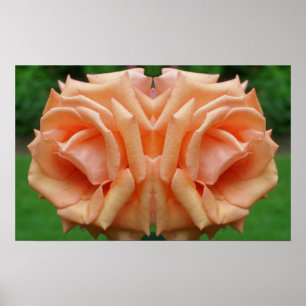 Peach Rose In Bloom Mirror Abstract Poster