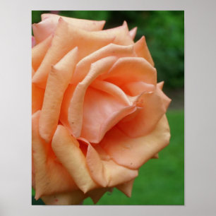 Peach Rose In Bloom  Poster