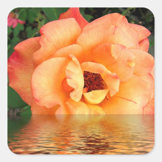 Peach Rose In Water Square Sticker