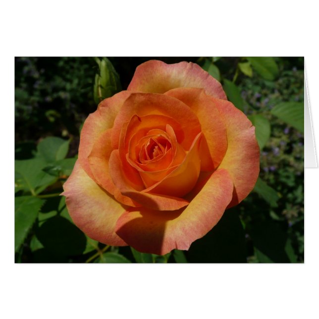 Peach Rose Orange Floral Photography (Front Horizontal)