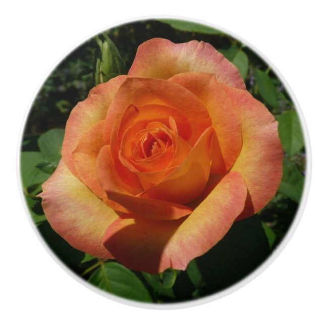 Peach Rose Orange Floral Photography Ceramic Knob (Front)