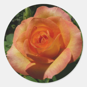 Peach Rose Orange Floral Photography Classic Round Sticker