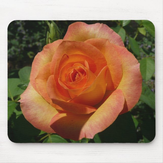 Peach Rose Orange Floral Photography Mouse Mat (Front)