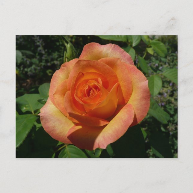 Peach Rose Orange Floral Photography Postcard (Front)