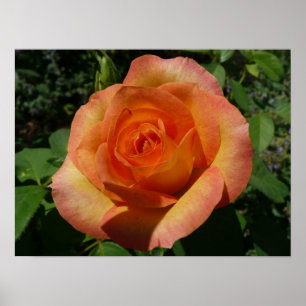 Peach Rose Orange Floral Photography Poster