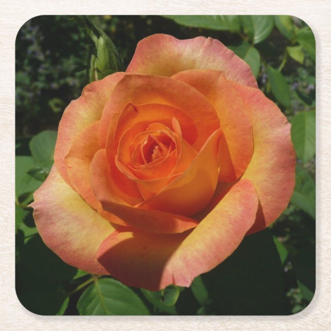 Peach Rose Orange Floral Photography Square Paper Coaster (Front)