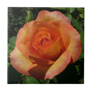Peach Rose Orange Floral Photography Tile