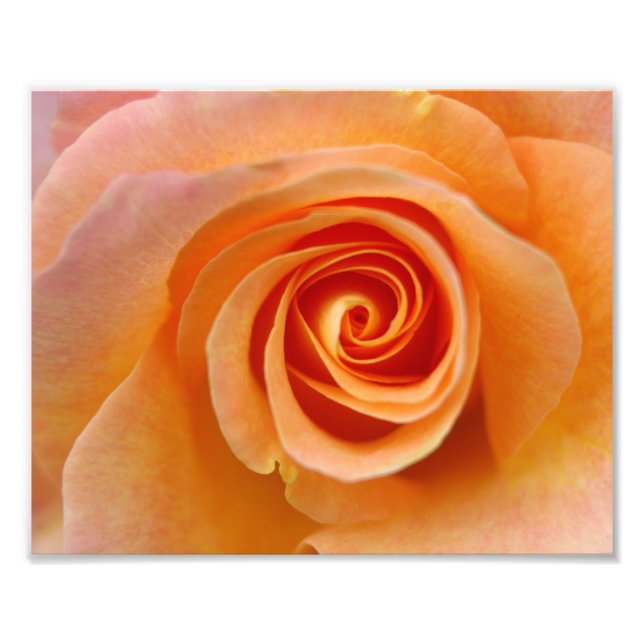 Peach Rose Photo Print (Front)