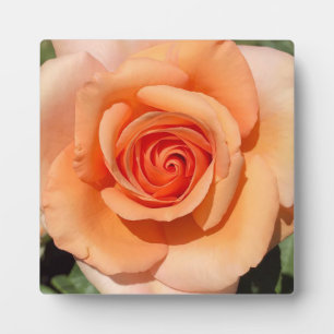 Peach Rose Plaque