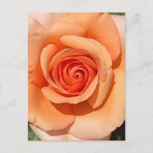 Peach Rose Postcard