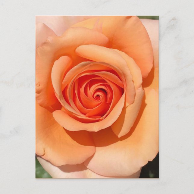 Peach Rose Postcard (Front)