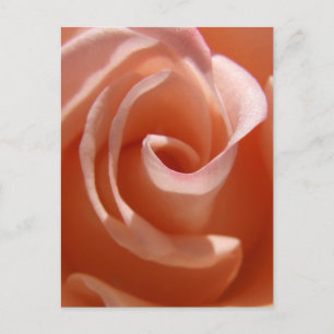 Peach Rose Postcard