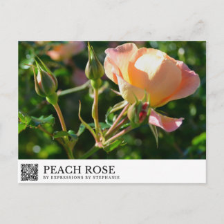 Peach Rose Postcard